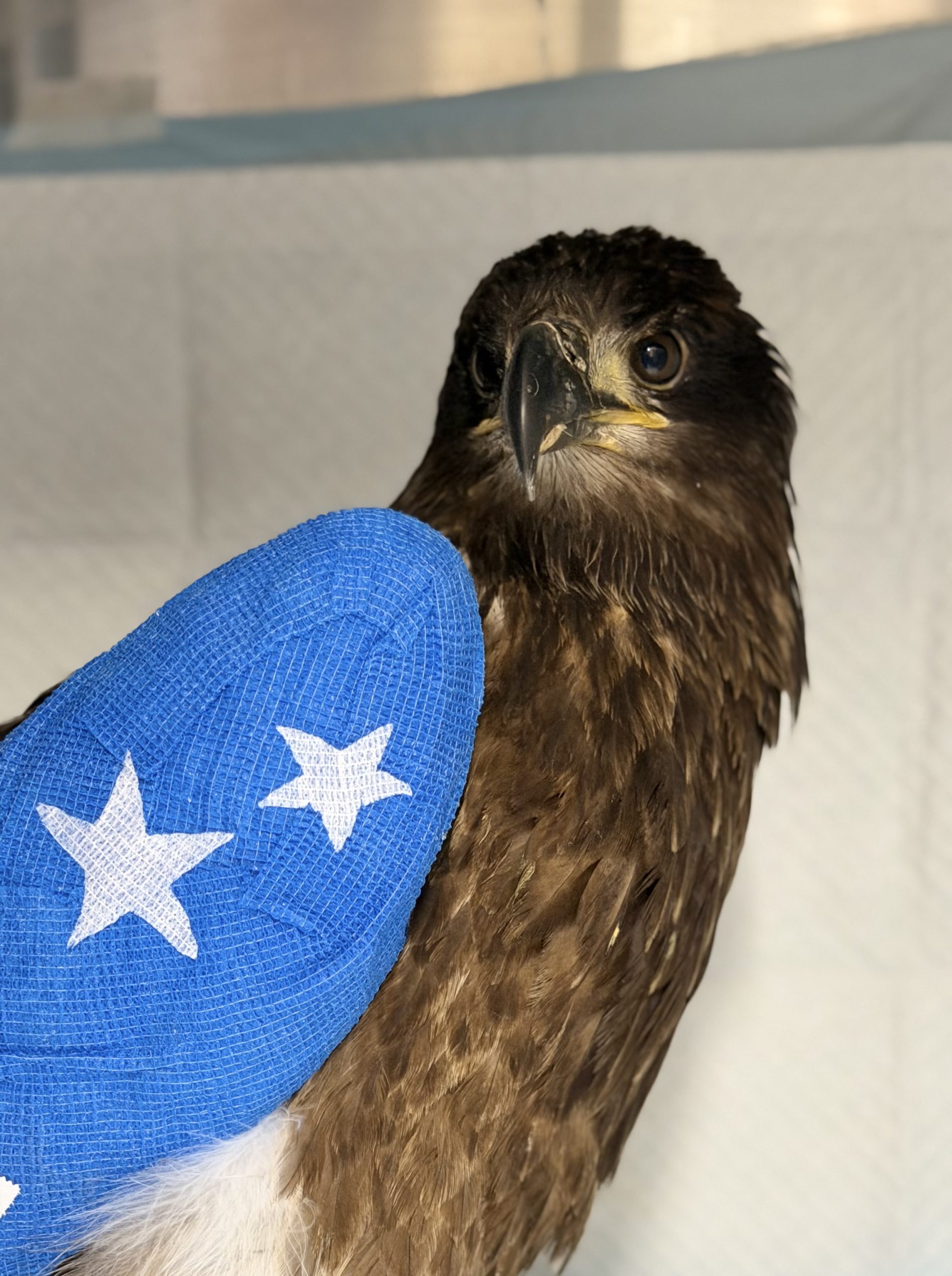 Little Liberty