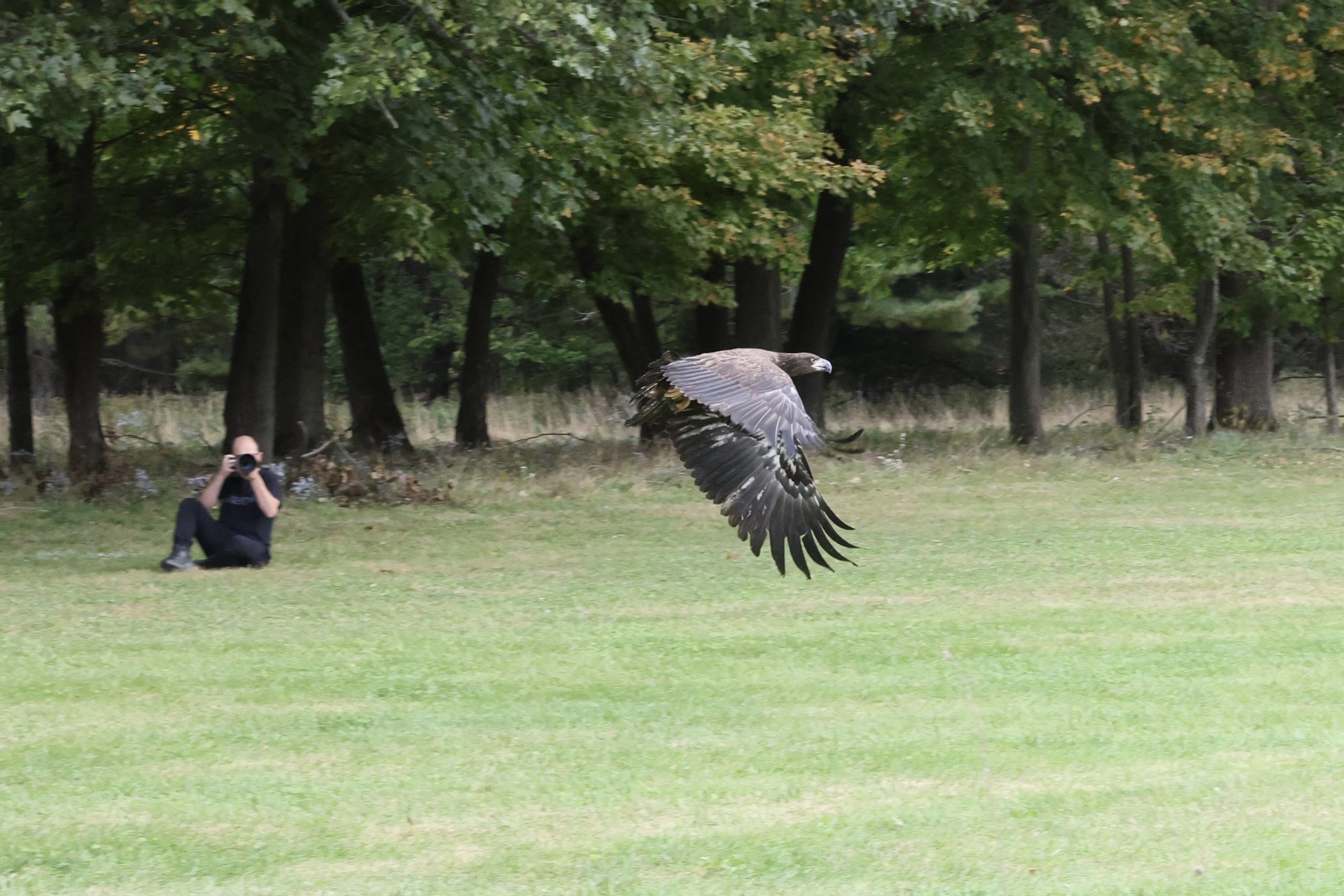 Bald eagle release at Ohio Bird Sanctuary on October 10, 2026
