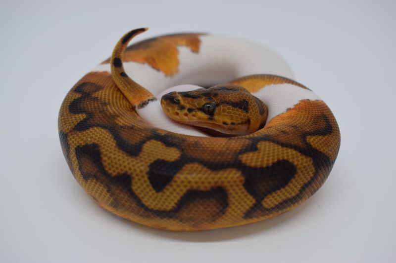 Python Regius Wikispecies - Download Beautiful Minimal Pattern | 4K