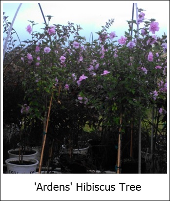 Hibiscus (Rose of Sharon) – Ardens (Tree Form) – Riggins Nursery, LLC