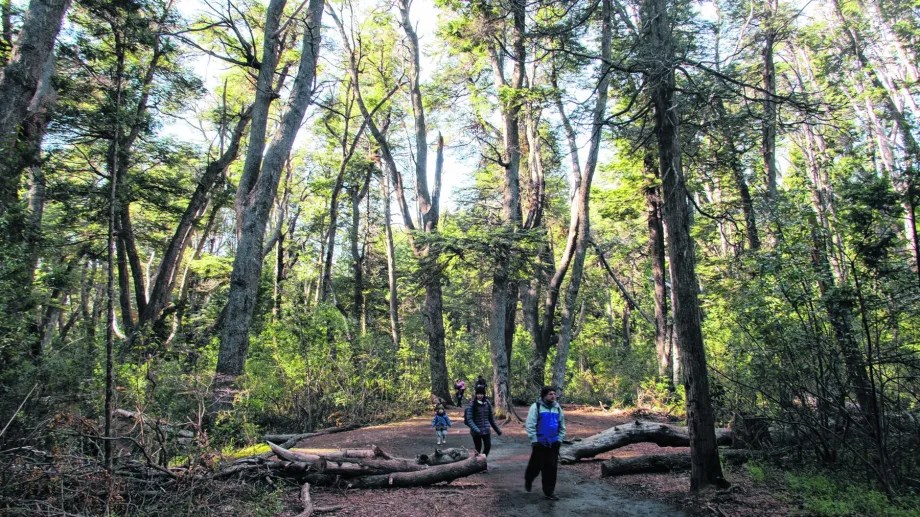 El STJ exigió cambios al gobierno de Río Negro en su plan para los bosques nativos