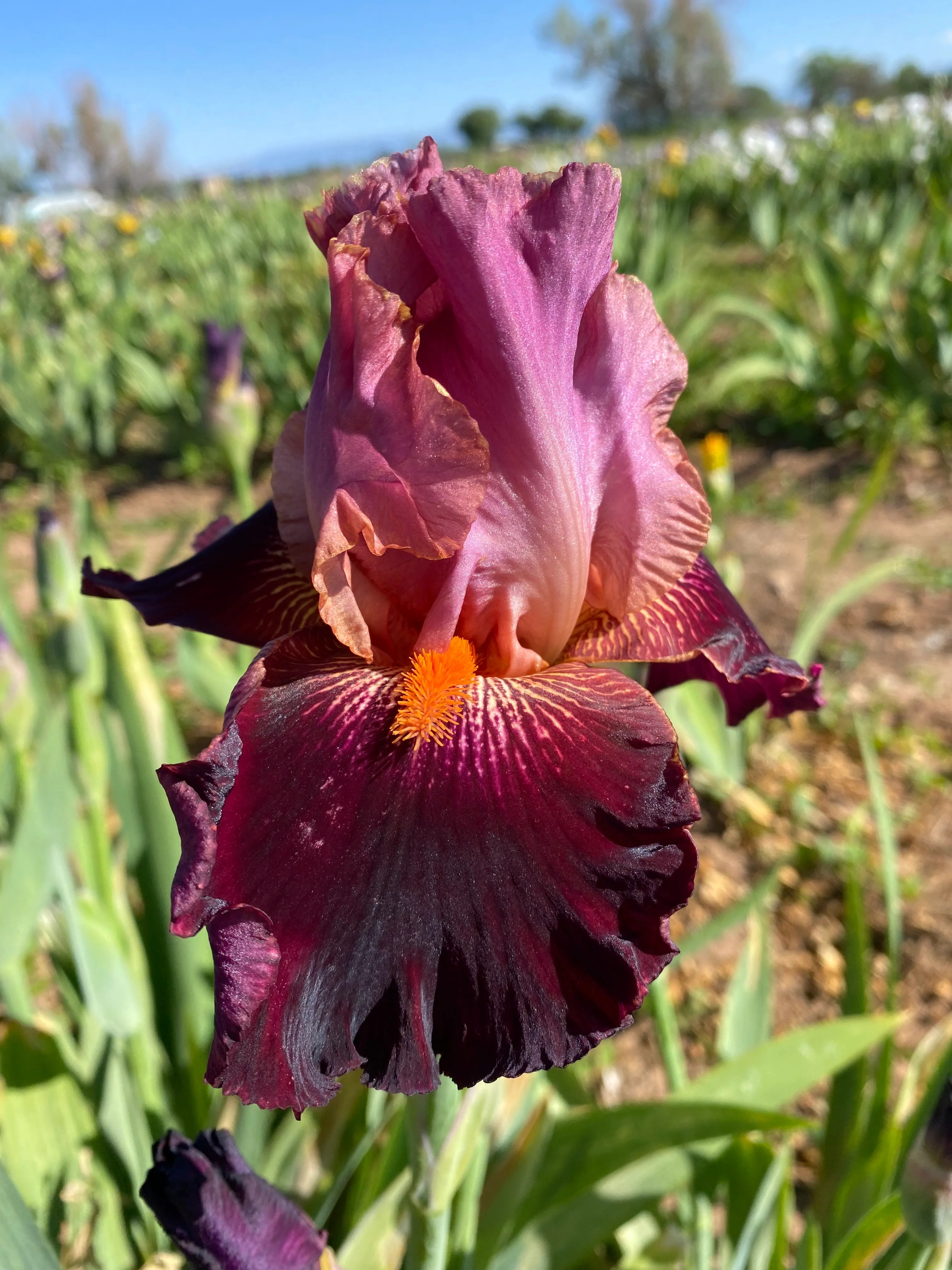 Ripple Effect Iris Farm