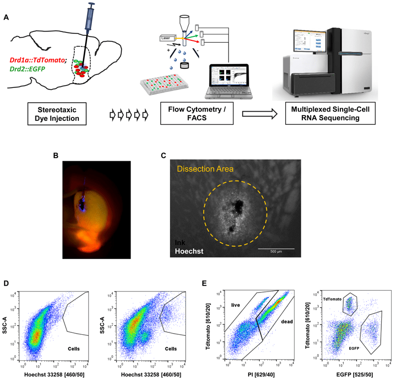 Complex brain circuitry revealed using new single-cell sequencing technology