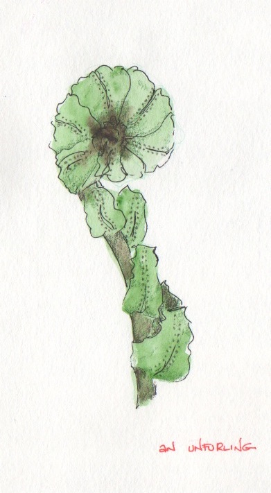 fern
