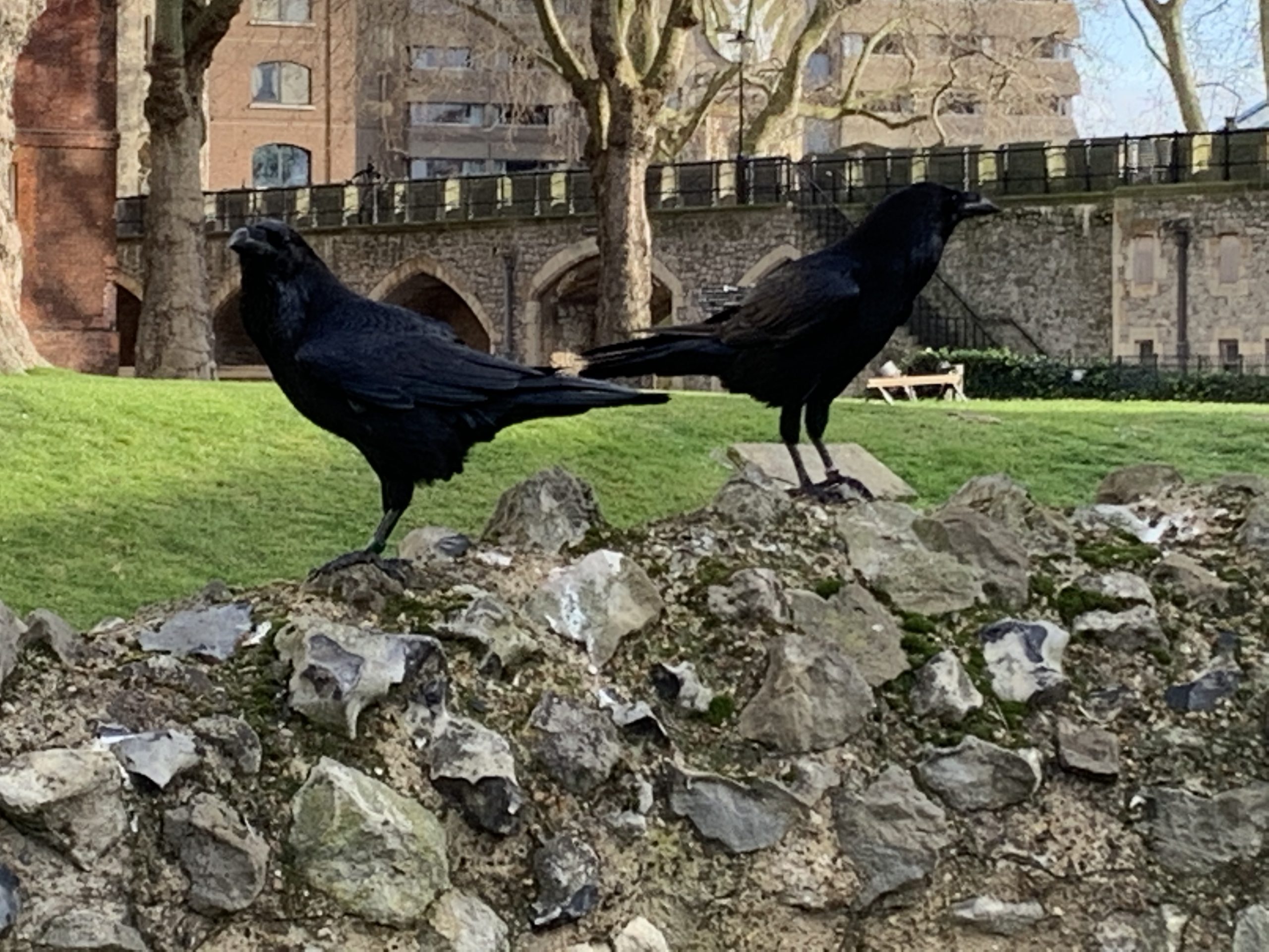 Ravens at Tower of London