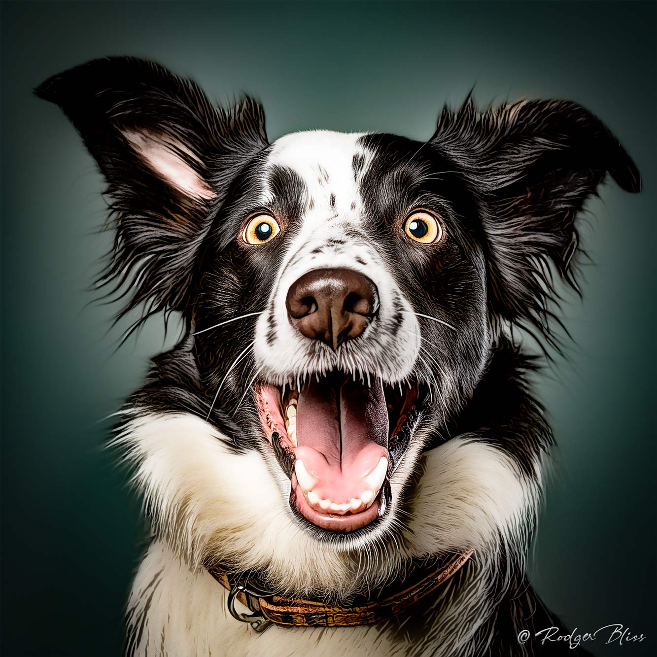Canine Quirkiness 2023