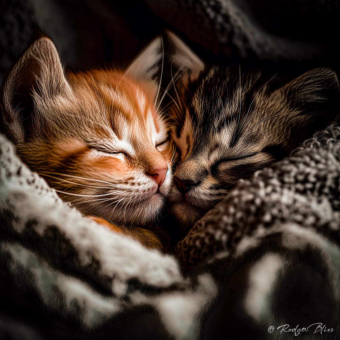 Tender Kittens 2023