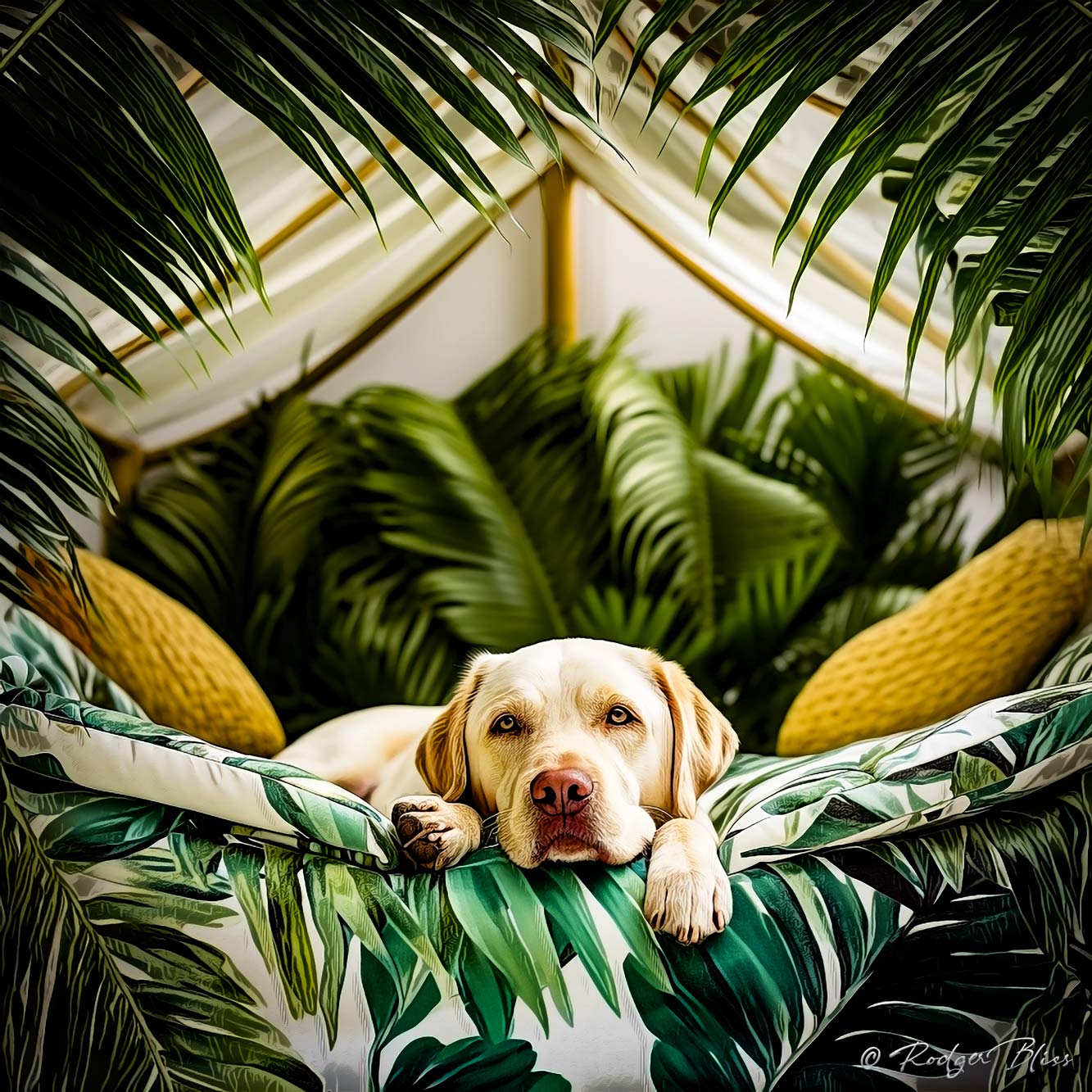 Paradise Paws