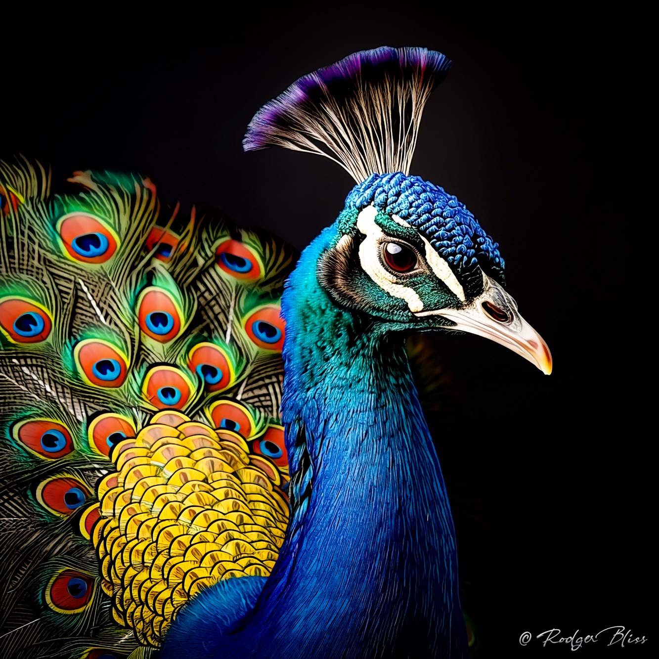 Intricate Iridescence