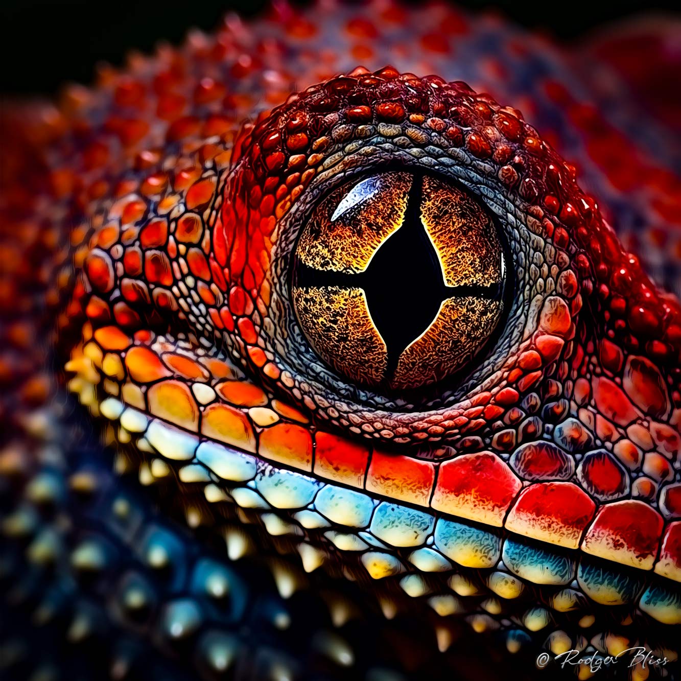 Luminous Lizard Lens