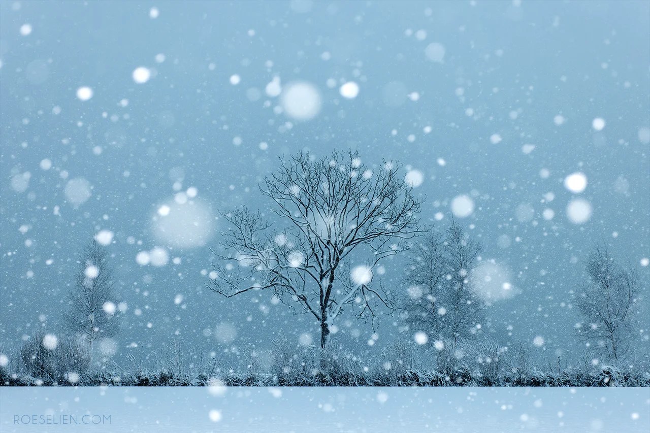A tree in a winter wonderland surrounded with countless snowflakes, transformed by the bokeh into beautiful snokeh