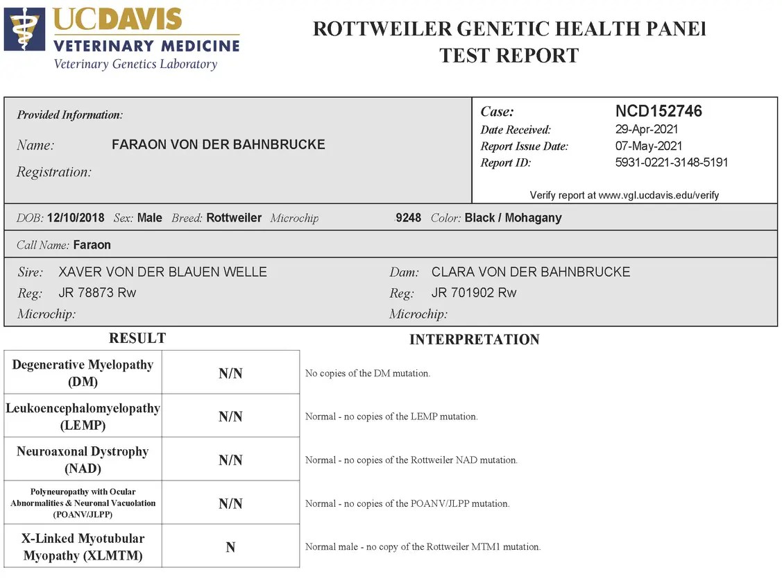Faraon Von Der Bahnbrucke Rottweiler health testing