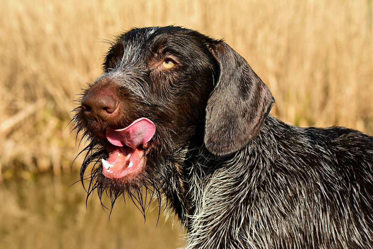 There is a long list of why dogs are such a wonderful companion to have, some of the reasons include their loyal nature, their loving disposition, and protective instincts. Dog Eye Gunk: What It Is & How Exactly To Deal With It