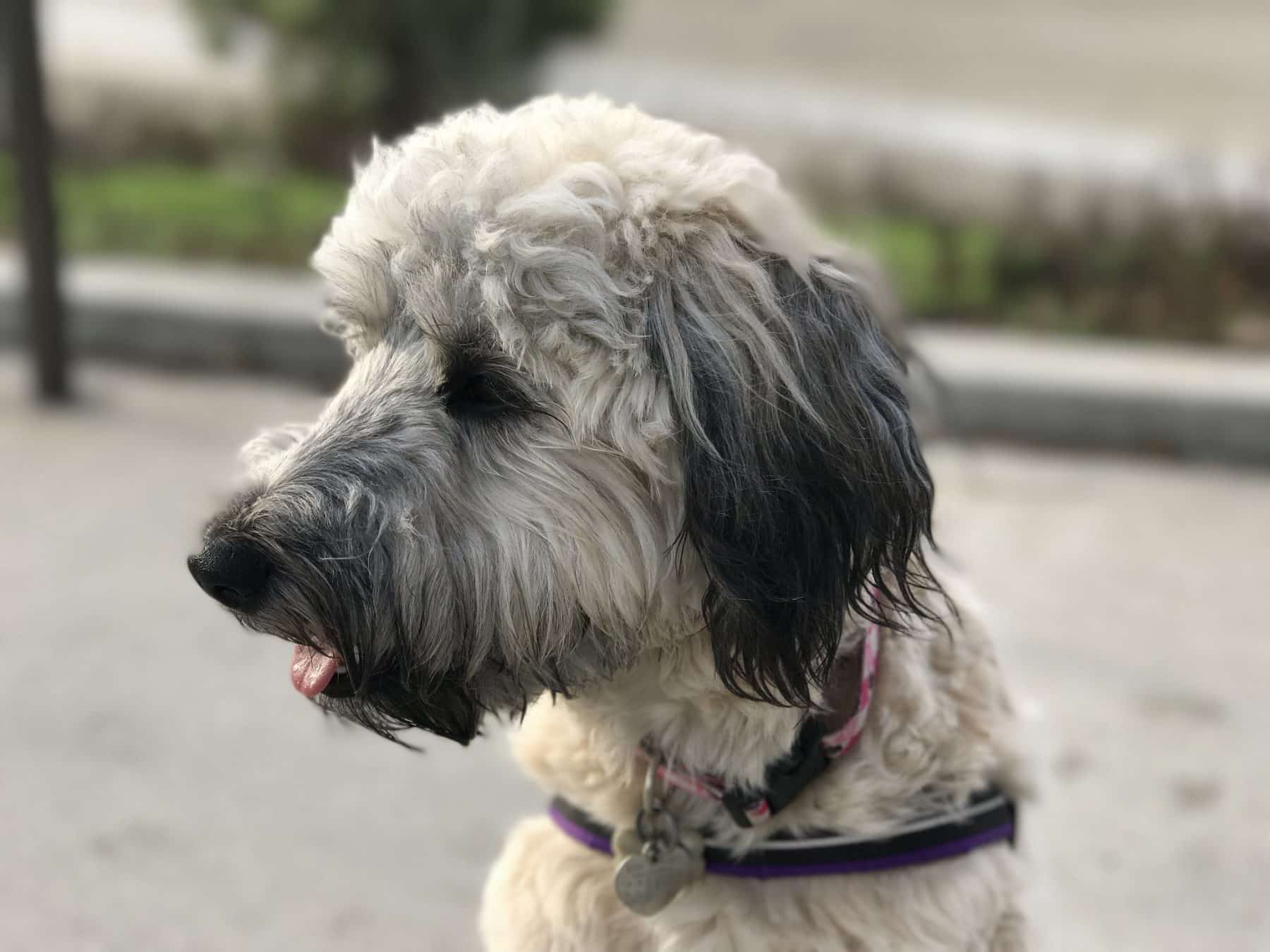 pics Wheaten Terrier Mixed With Poodle rover com