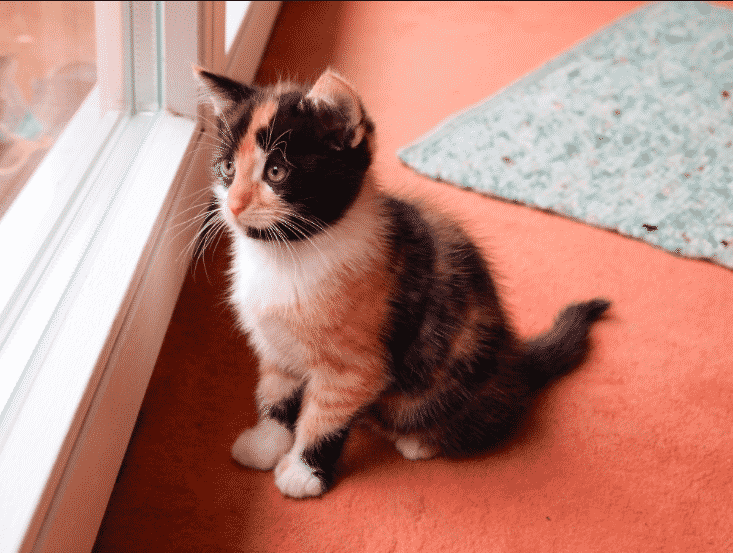wallpapers Calico Kittens rover com