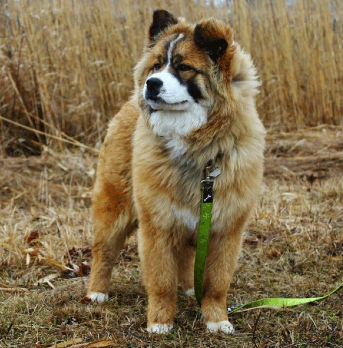 pic Siberian Husky Bernese Mountain Dog German Shepherd Mix rover com