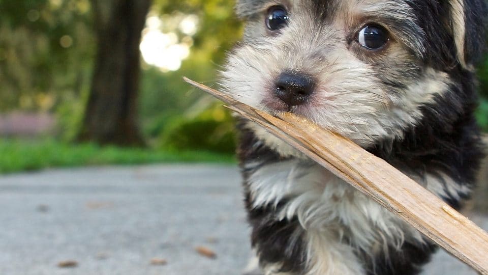 pics White Maltese Yorkie Mix For Sale morkie dogs essential facts on the