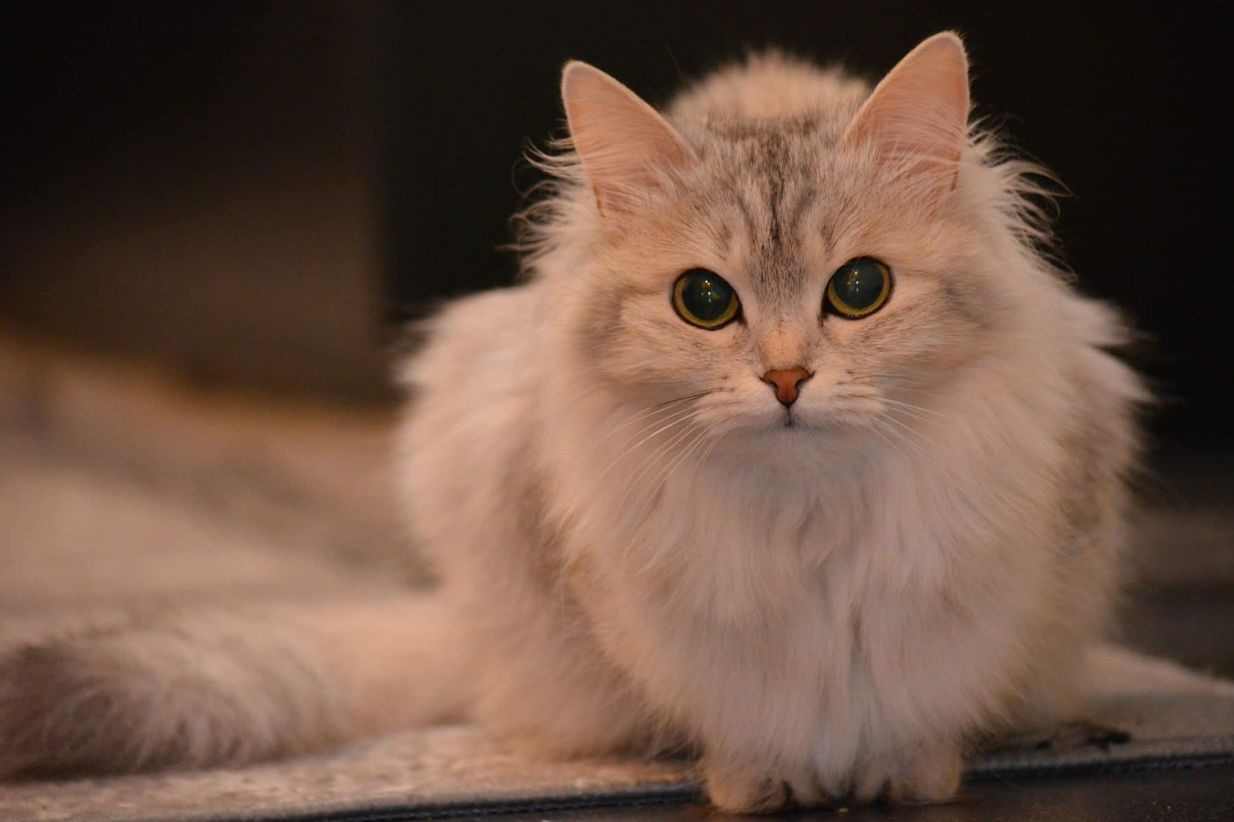 If you’re looking for a specific breed of animal or an animal with a known background, you may want to work. The Cutest Cat Breeds 14 Cats You Ll Definitely Want To Snuggle
