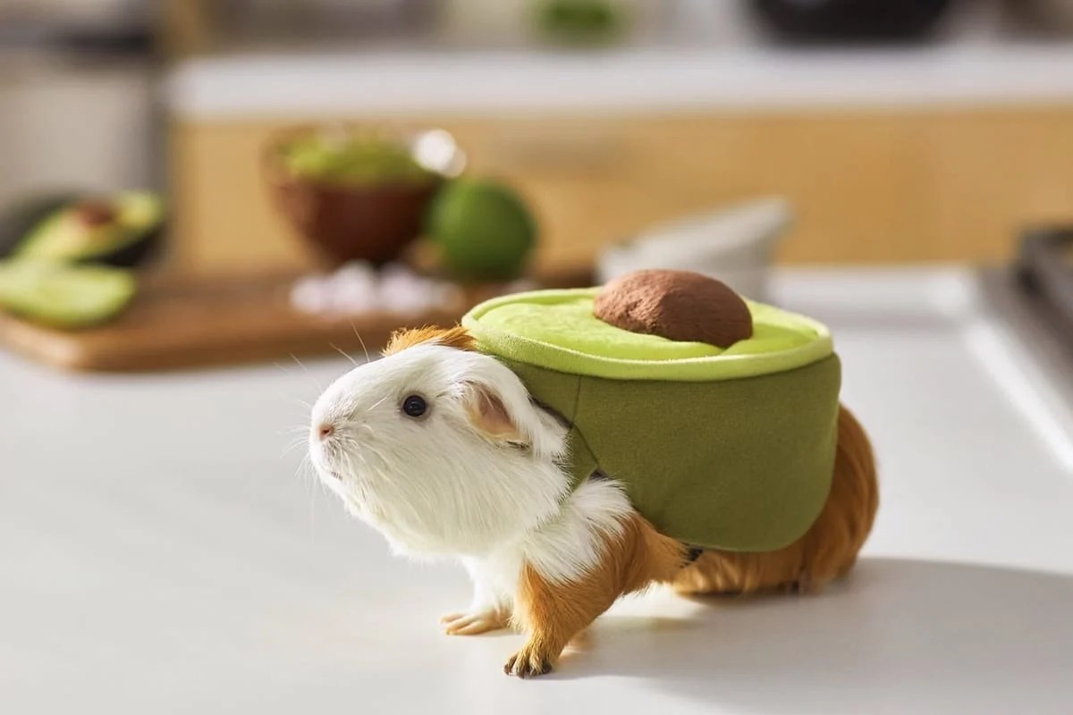 pix Cute Guinea Pig Costumes rover
