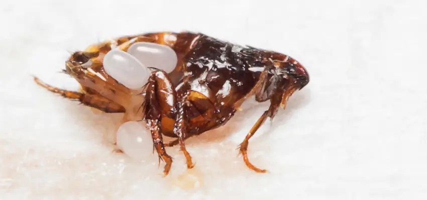 Adult flea with several white oval eggs attached to its body on a light fabric surface