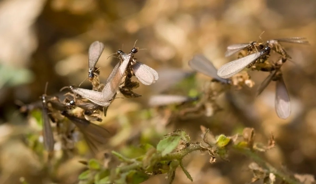 Swarming flying termites clustered on dried plant stems with translucent wings visible