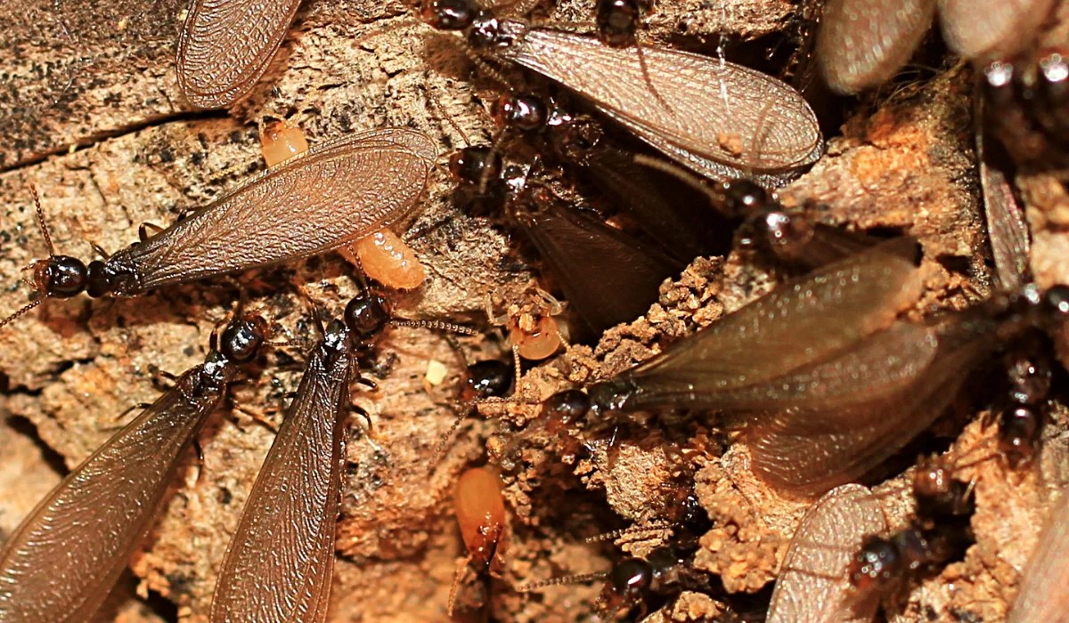 Cluster of winged termites with translucent wings on decaying wood