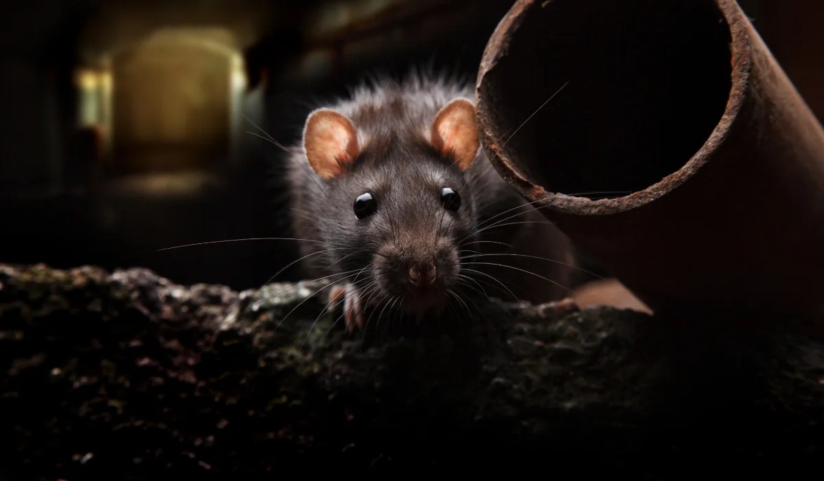Dark-furred roof rat peering from debris beside a rusted pipe in a dim attic-like space