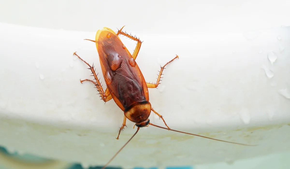 Brown cockroach clinging to a wet white porcelain bathtub rim