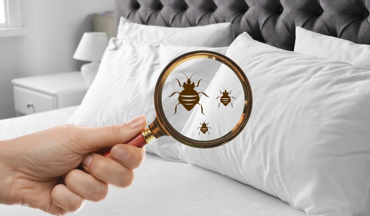 Hand holding magnifying glass over a hotel bed pillow showing magnified bed bug icons