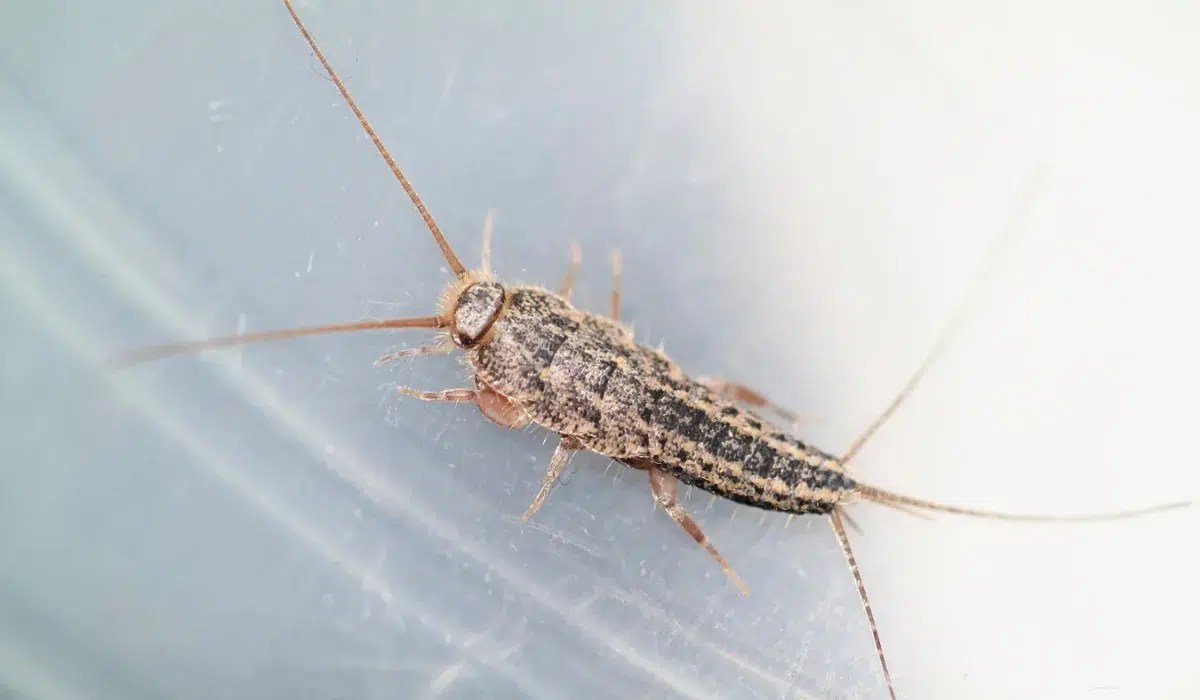 Small silvery carrot-shaped silverfish with long antennae and three tail filaments on a smooth surface