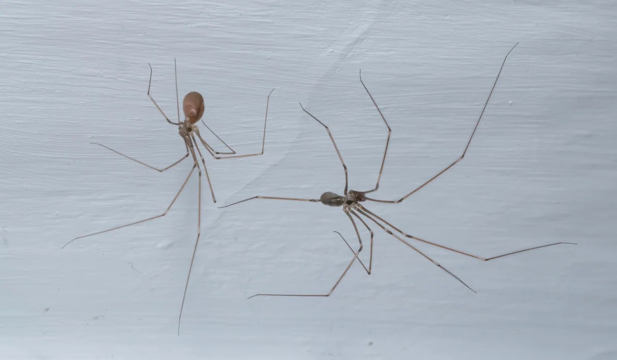 Daddy Long Legs