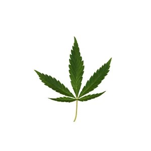 葉の状態で大麻の症状を察知しましょう