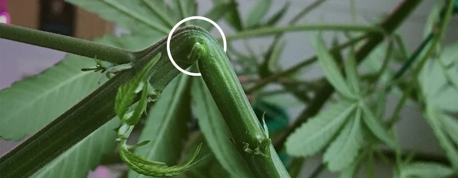Die wichtigsten entwicklungsschritte und wachstumsprozesse zwischen 6 und 18 jahren. Cannabis-Supercropping: Wie, wann und warum? - RQS Blog