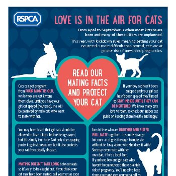February is National Cat Health Month; Tips for your cat's health February Is National Cat Health Month; Tips To Keep Your Kitty Healthy
