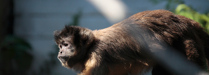 capuchins - rspca on types of pet monkeys uk
