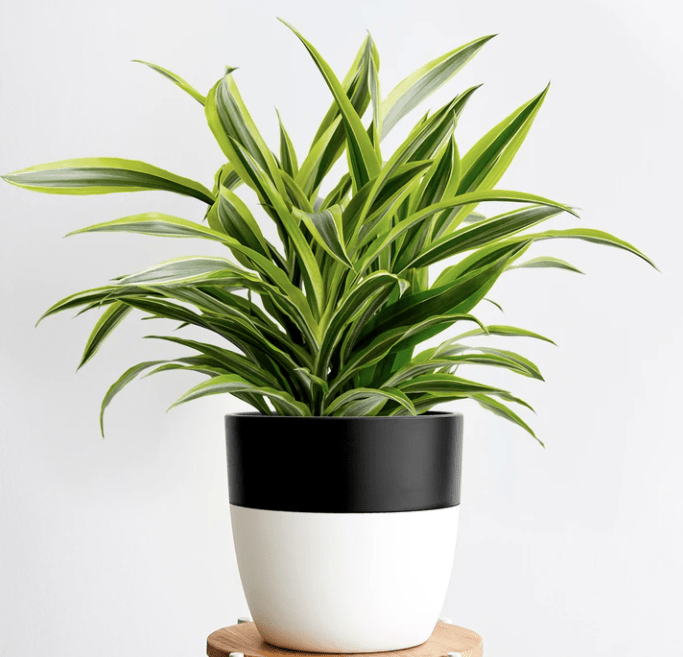 Pohon png, tanaman hias png, pohon png kartun, daun png, rumput png, burung png, . 10 Jenis Tanaman Hias Daun Penyejuk Rumah Blog Ruparupa