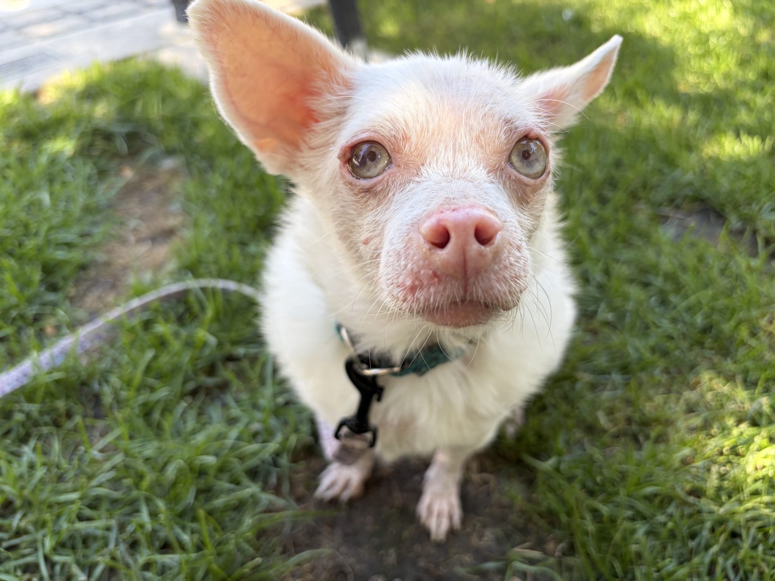Redwood City pup Pinky takes second place in World's Ugliest Dog Contest