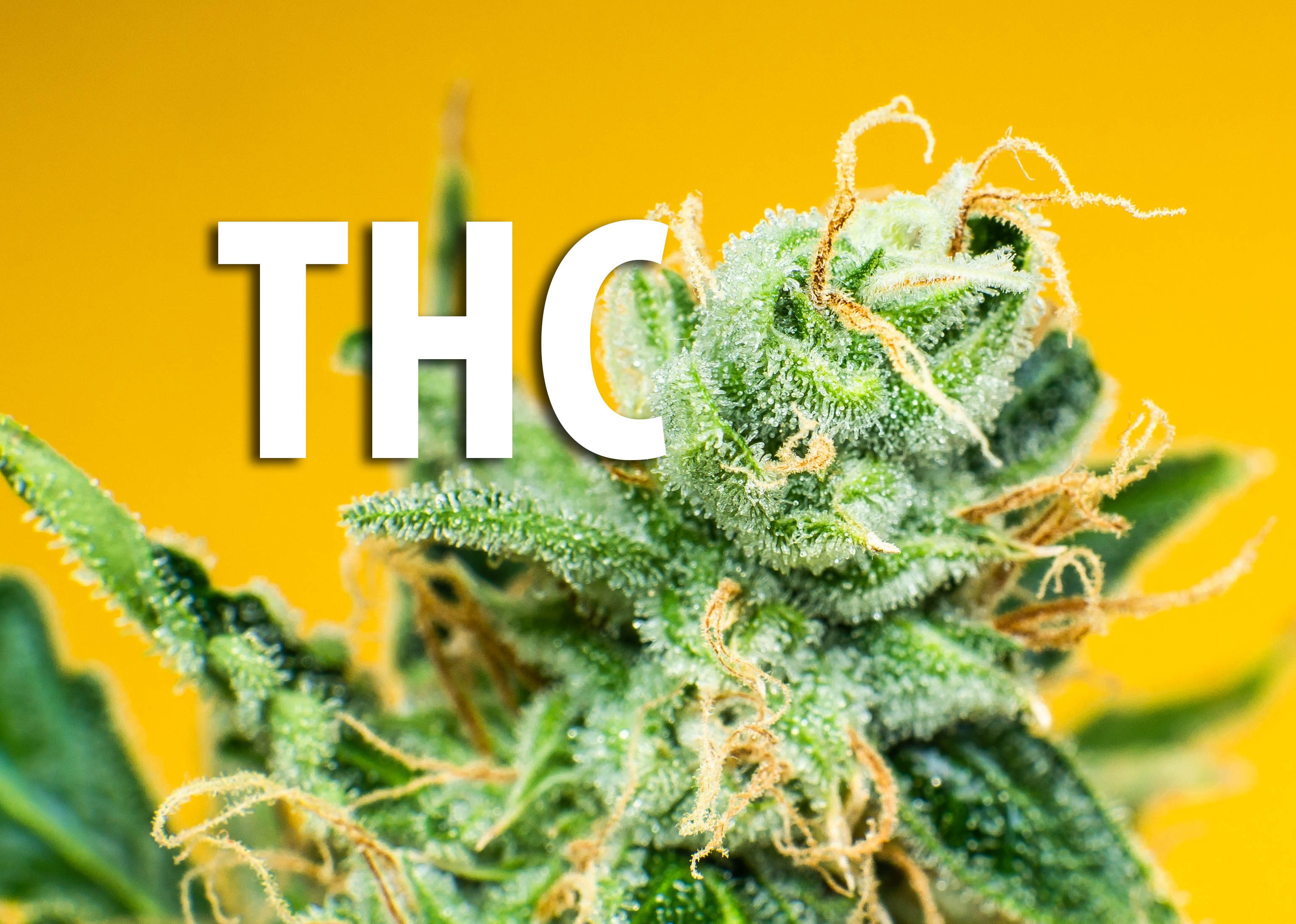 What Does Xcup 5 No Thc Mean - 19ptr9j