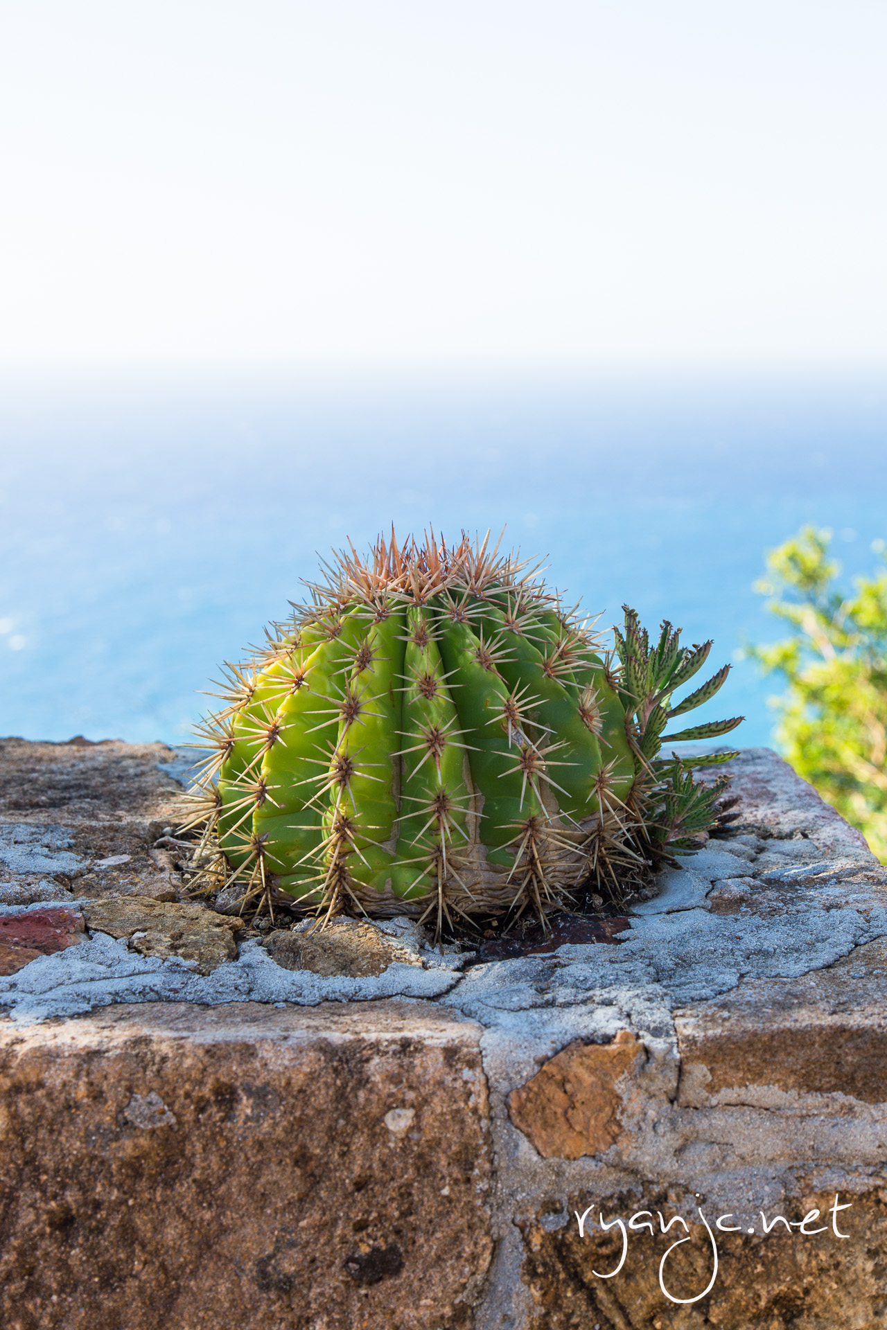Cactus growing on top of the fortification