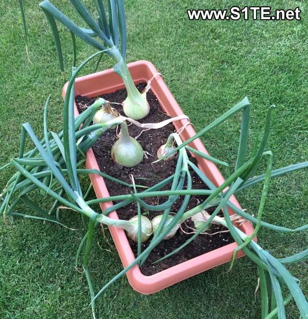 Growing onions in containers or pots / how to guide tips ? « s1te.net