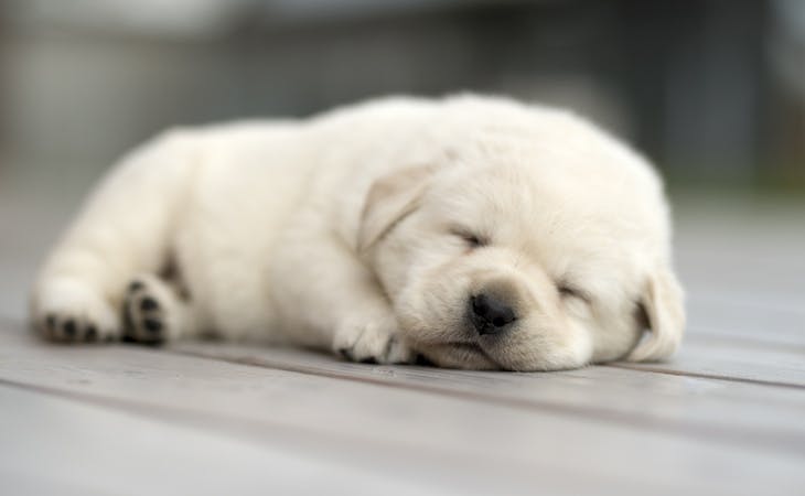 How to Train a Dog to Sleep Through the Night: Easy Steps