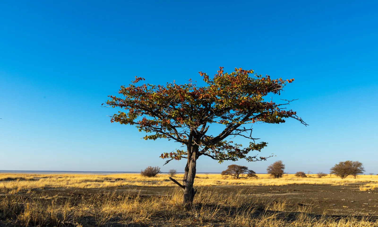 mopane tree