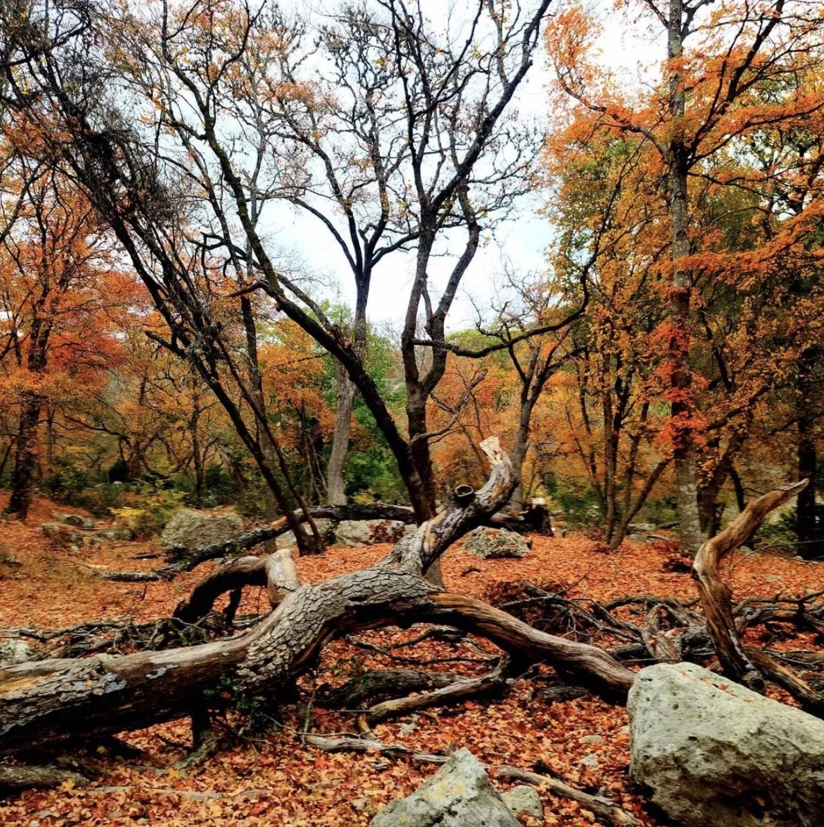 25 Texas parks to see fall colors that are worth a road trip from San Antonio