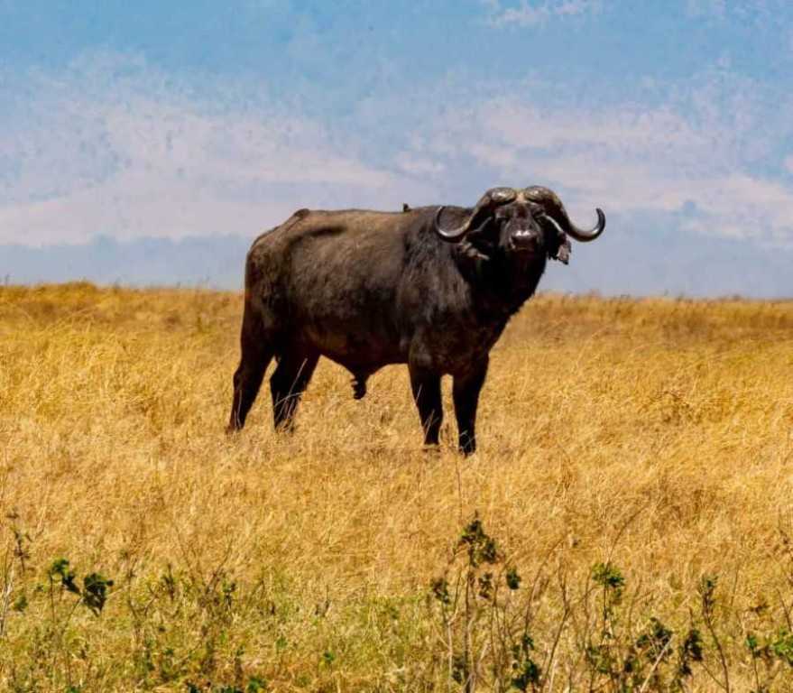 How To Plan A Perfect Tanzania Safari Trip Safari Bando