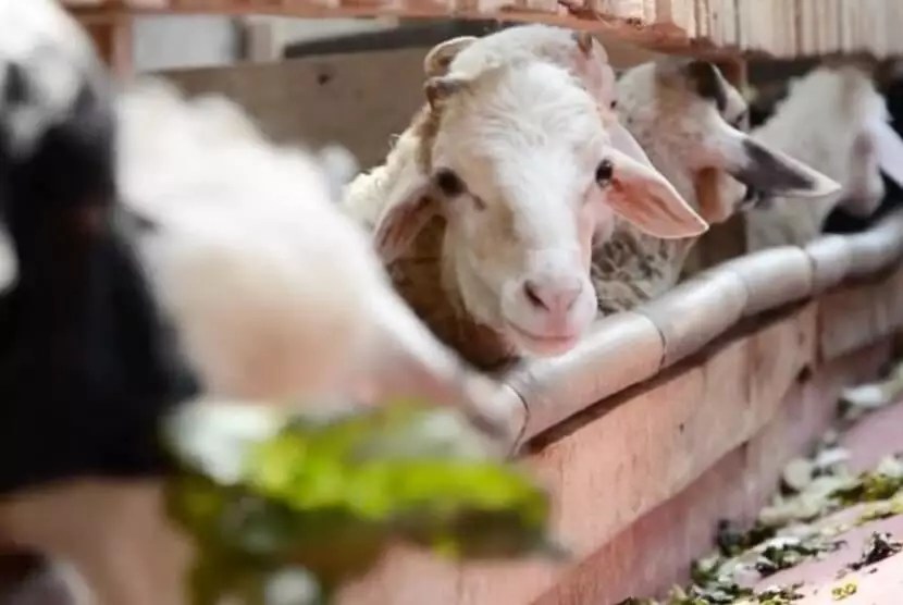 Kenali Zakat Hewan Ternak, Nisab dan Cara Penghitungannya! - Sahabat Yatim