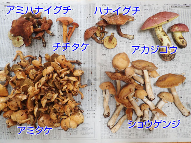 初心者にお勧めの三大きのこ アミタケ ショウゲンジ ハナイグチ 魚ココロあれば水ココロあり 初心者にお勧めの三大きのこ アミタケ ショウゲンジ ハナイグチ 魚ココロあれば水ココロあり