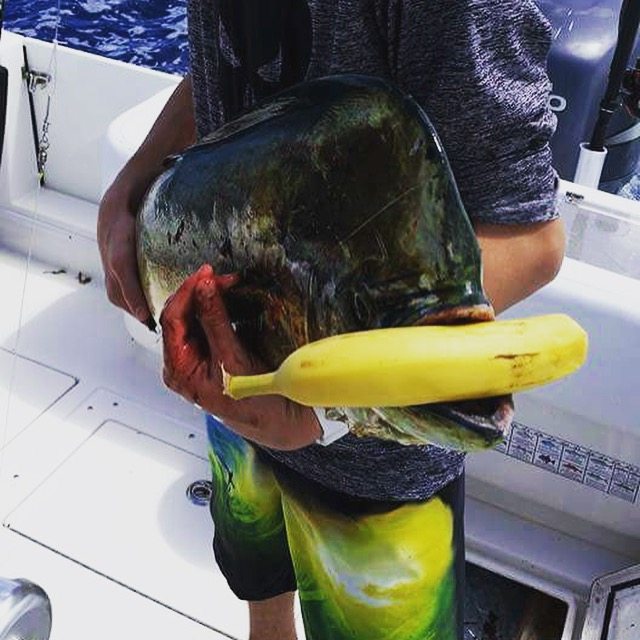 If you get cockroaches on a luxury motor yacht that you are delivering you can be in deep trouble. Are Bananas Really Bad Luck On Boats Pics True Stories