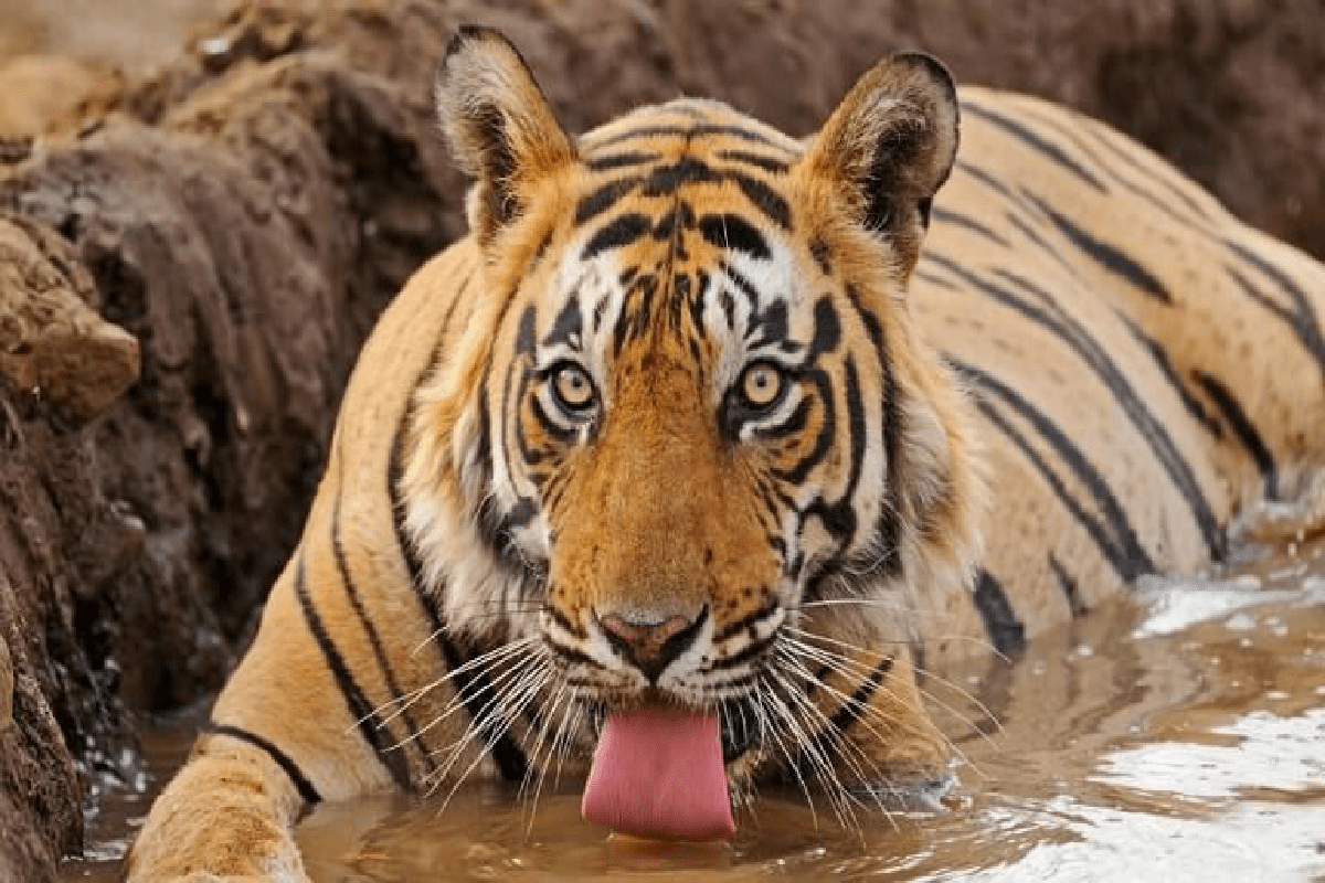 CORBETT NATIONAL PARK TOUR FROM DELHI
