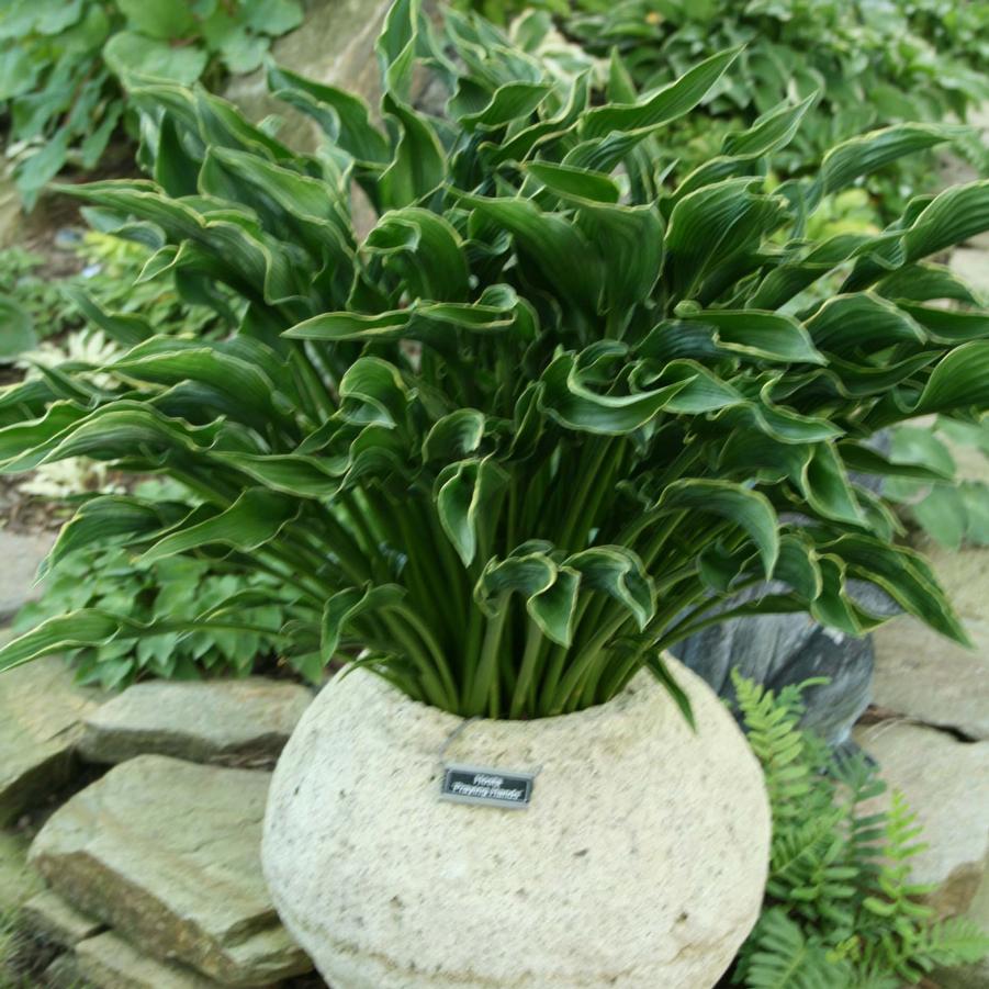 The peace lily (spathiphyllum) is a really popular indoor plant that is both beautiful and easy to care for. Hosta Praying Hands Sandy S Plants