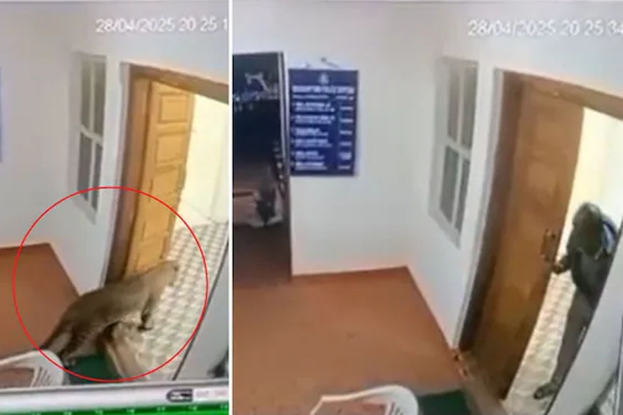 না জানি কী অভিযোগ? গুটি গুটি পায়ে থানায় হাজির চিতা, ভিরমি খাওয়ার জোগাড় পুলিশের